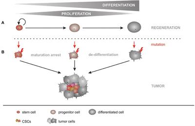 Frontiers | Cancer Stem Cells—Origins and Biomarkers: Perspectives 